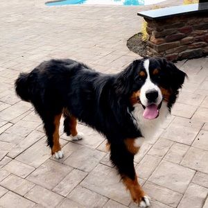 Meet your Posher, Spencer